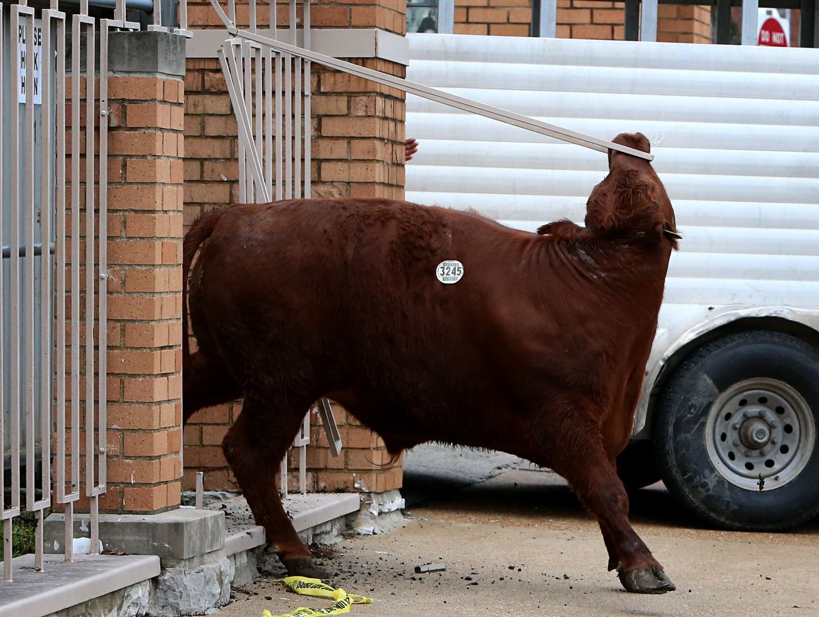 Steer breaks for freedom
